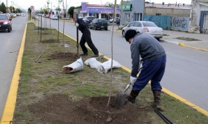 Esta temporada se plantaron en Río Grande cinco mil arboles