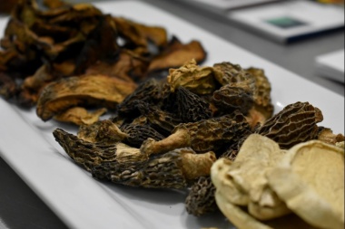 Este viernes comienza el ciclo de charlas abiertas sobre "Hongos comestibles patagónicos"