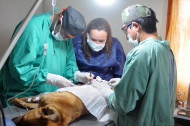 Los quirófanos móviles del Municipio retoman las campañas de castración de mascotas