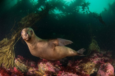 National Geographic estrenó el documental “Yaganes” filmado en Tierra del Fuego