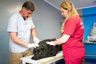 Asisten a los cuatro perros en estado de abandono que fueron rescatados en las termas de Tolhuin