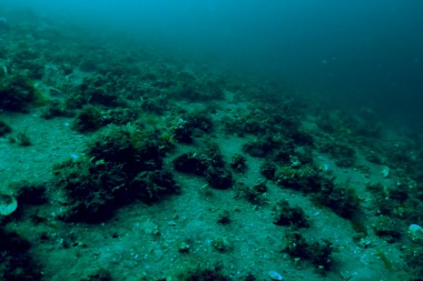 Avances en el nuevo plan de manejo del Área Marina Protegida Namuncurá-Banco Burdwood