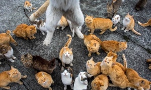 Rescatan más de 60 gatos de una casa