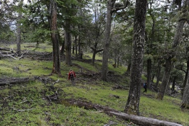 Se creó el Fondo Fiduciario para la Protección Ambiental de los Bosques Nativos