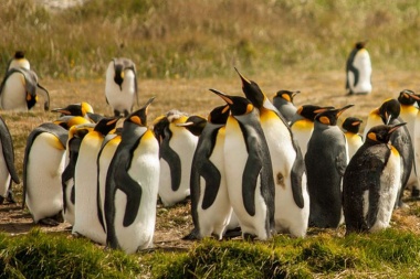 El pingüino rey podría emigrar de la isla de Tierra del Fuego debido a la falta de alimento