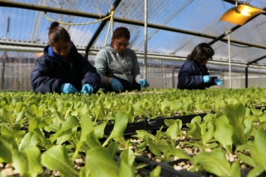 En 2017, el Municipio otorgó más de 2 millones de pesos en subsidios a productores hortícolas