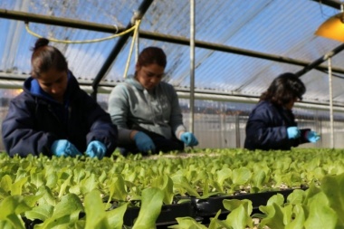 El programa municipal “Huertas Urbanas” ya suma más de 50 productores locales