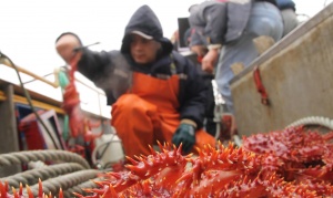 "Tierra de Unión y Trabajo": otorgan hasta 50 mil pesos a madereros y pescadores