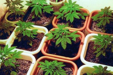 Se viene el seminario de cannabis medicinal en Ushuaia