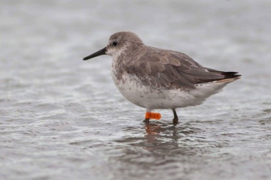 En búsqueda de playeros rojizos se realizó un monitoreo en la Reserva Costa Atlántica