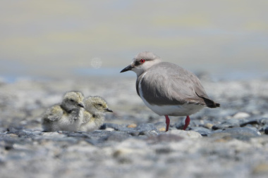 Argentina y Chile lanzan plan conjunto para recuperar al ‘chorlito ceniciento’ en la Patagonia