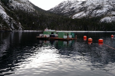Abren investigación para determinar impacto real de salmonera en el Canal Beagle