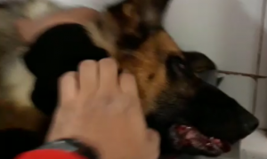 Descargo del veterinario: “Lamento mucho la situación pero se fue de las manos”