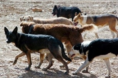 12 mil perros sueltos en Ushuaia: "La tenencia responsable es el pilar fundamental"