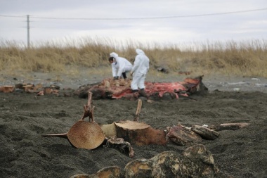 Convocan a voluntarios para recuperar los restos de la ballena hallada en 2016