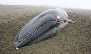 Aconsejan no tomar contacto con ballena muerta hallada en “Paso de las Cholgas”