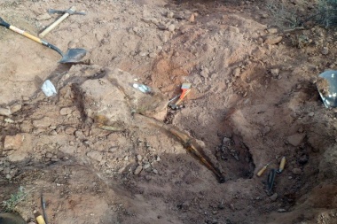 Encuentran en Neuquén una nueva especie de dinosaurio ornitópodo