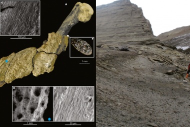 Descubrieron restos de piel fosilizada de un pingüino gigante en la Antártida