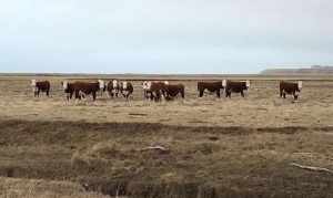 Robo de vacas: “En la historia de la provincia nunca debe haber pasado un caso así”