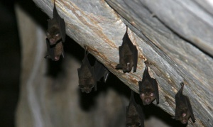 Desde Salud brindan recomendaciones en caso de avistar murciélagos