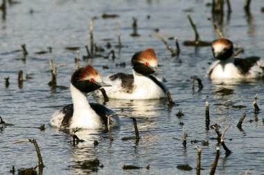 Buscan conservar al macá tobiano, una especie en extinción que habita en Santa Cruz