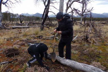 Se trasplantaron más de 200 mil árboles en la zona de “Paso Beban” y “Bahía Torito”