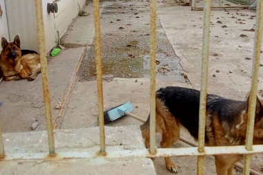 Rescataron dos perros en cautiverio y sin atención