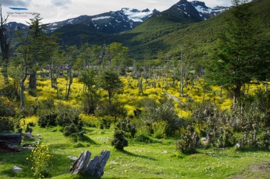 Argentina tiene el 25% de sus especies en riesgo de extinción, según científico del CADIC