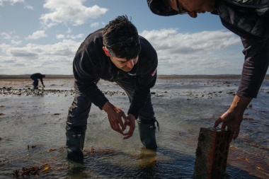Los “bosques fantasmas” de la Patagonia, un ecosistema marino único en el fin del mundo