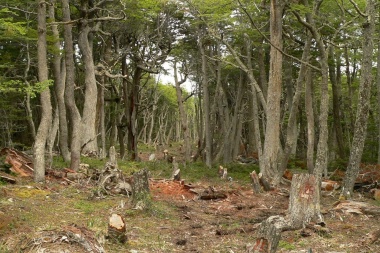 La Justicia Federal ratificó la condena por la tala ilegal en el Parque Nacional