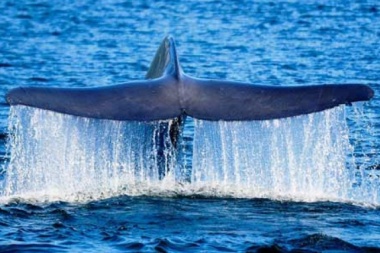 Con la inclusión del Cabo de Hornos, Chile crea el área marina protegida más austral del mundo