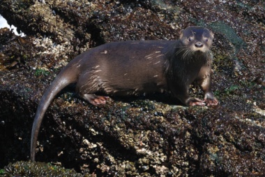 Es "preocupante" la situación del huillín en el Canal Beagle, según estudio de la UNTDF