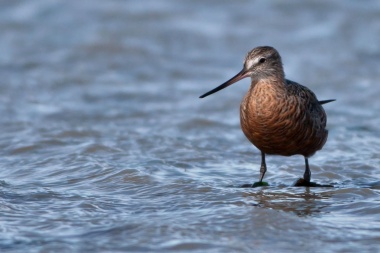 La Fundación Estepa Viva organiza la 'Bienvenida a las Aves Playeras' en Río Grande