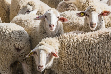 China abrió su mercado a la carne ovina patagónica de la Argentina
