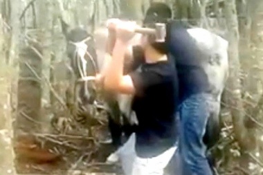 Comienza el primer juicio por maltrato animal: “Esperamos una sentencia ejemplificadora”