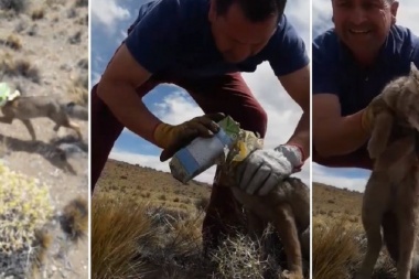 Un camionero chileno salvó a un zorro de morir asfixiado en la Patagonia argentina