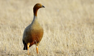 El Cauquén Cabeza Colorada, en peligro de extinción