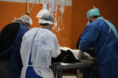 Castraron a 220 mascotas en la Margen Sur