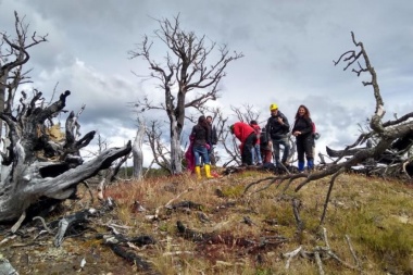 $10,30: el dinero destinado para cuidar cada hectárea de bosque nativo en todo el país