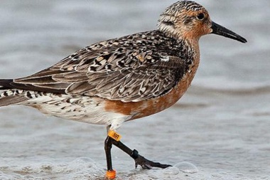 Realizaron estudio sobre el Playero Rojizo en la reserva Costa Atlántica