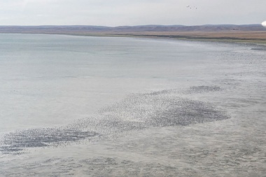 Se recupera la población del Playero Rojizo en el sector chileno de Tierra del Fuego pero disminuye drásticamente en el argentino