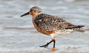 B95, el playero que superó todos los records no llegó este año y preocupa a los científicos