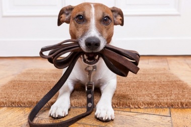 ¿Cómo educar a mi perro?: realizarán un taller sobre adiestramiento canino para dueños