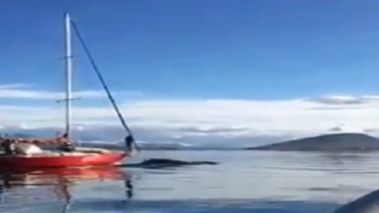 Un velero embistió intencionalmente a una ballena en el Canal Beagle y buscan a sus ocupantes
