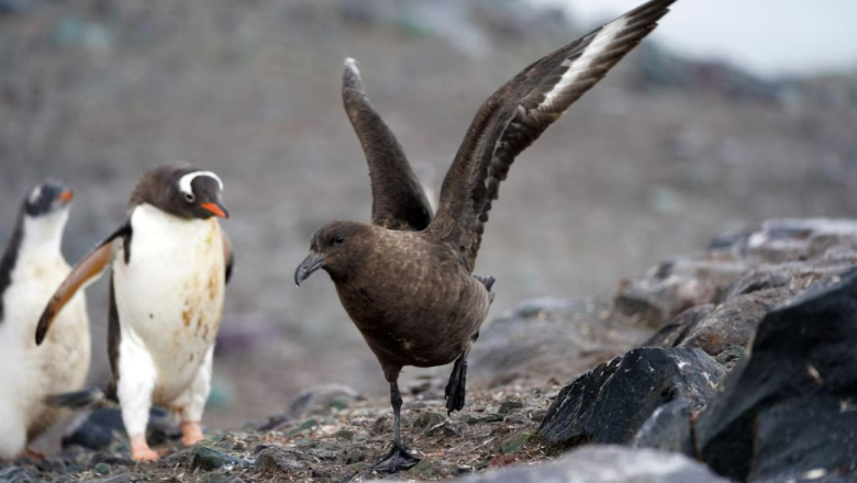 Gripe aviar en la Antártida, una amenaza que pone en riesgo la fauna y la seguridad humana
