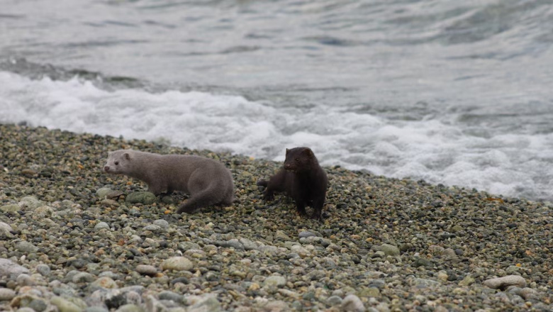 Una especie exótica amenaza la biodiversidad en la Patagonia y preocupa a los científicos