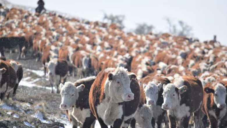 “Se nos ha mentido”: fuerte enojo de productores patagónicos contra el Gobierno en medio de una dura medida de Chile