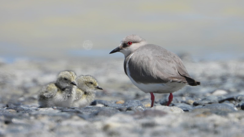 Argentina y Chile lanzan plan conjunto para recuperar al ‘chorlito ceniciento’ en la Patagonia
