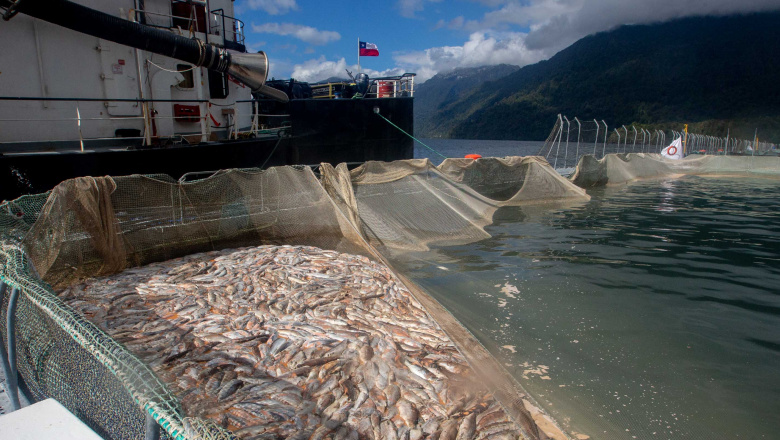 El diario británico The Guardian expone el costo humano de la industria del salmón en Chile