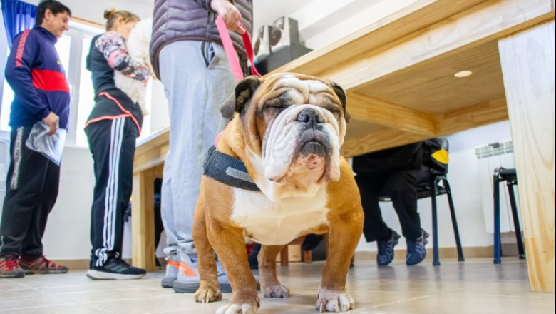 En Río Grande, el Municipio realizó una jornada de vacunación antirrábica y adopción responsable